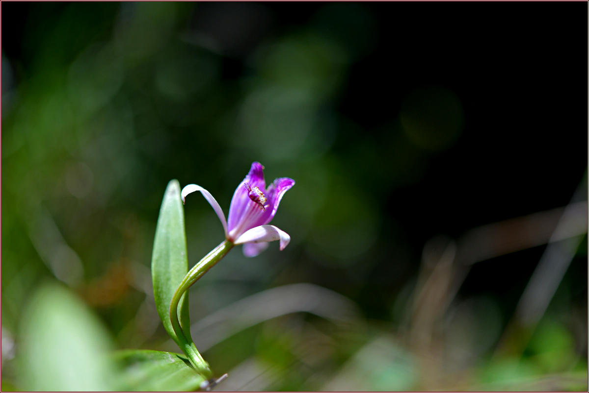 DSC_2344.jpg
