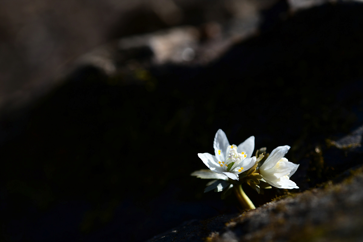 DSC_2977ccc.jpg