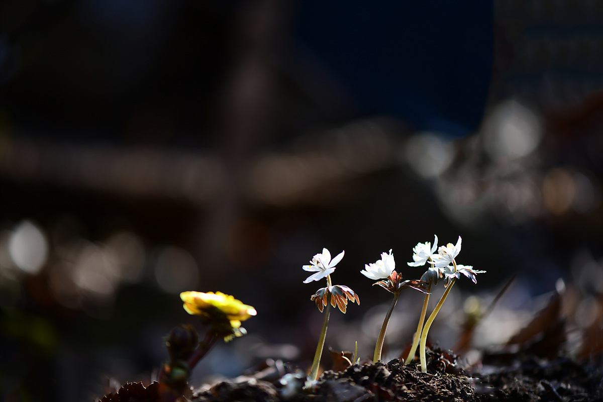 DSC_2795ccc.jpg