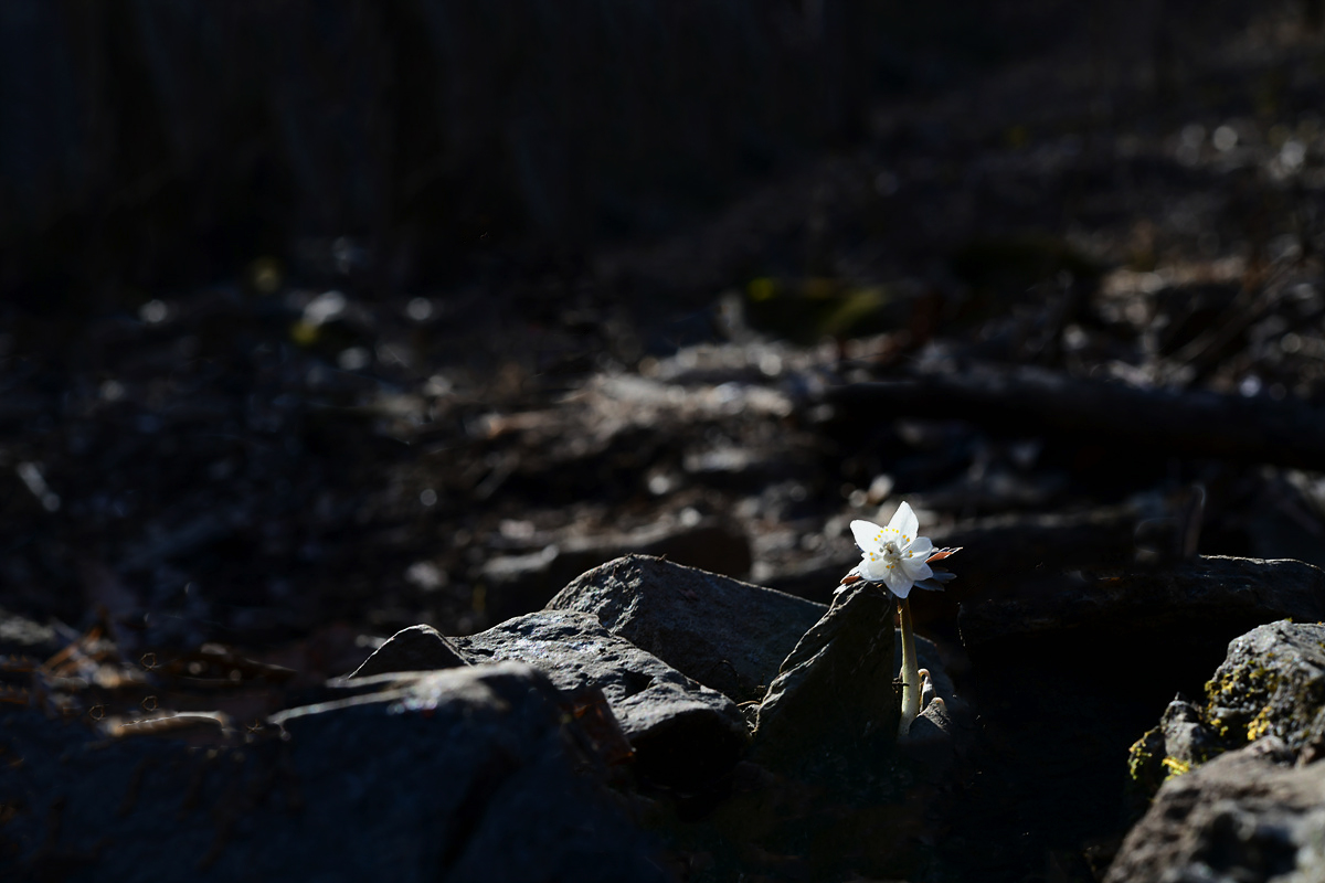 DSC_2973aaa.jpg