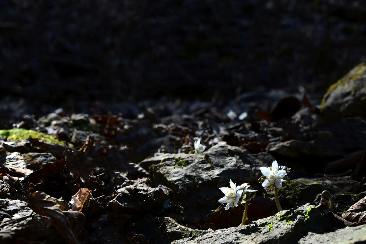 DSC_2754sss.jpg
