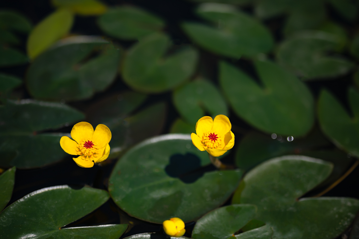 DSC_9742.jpg