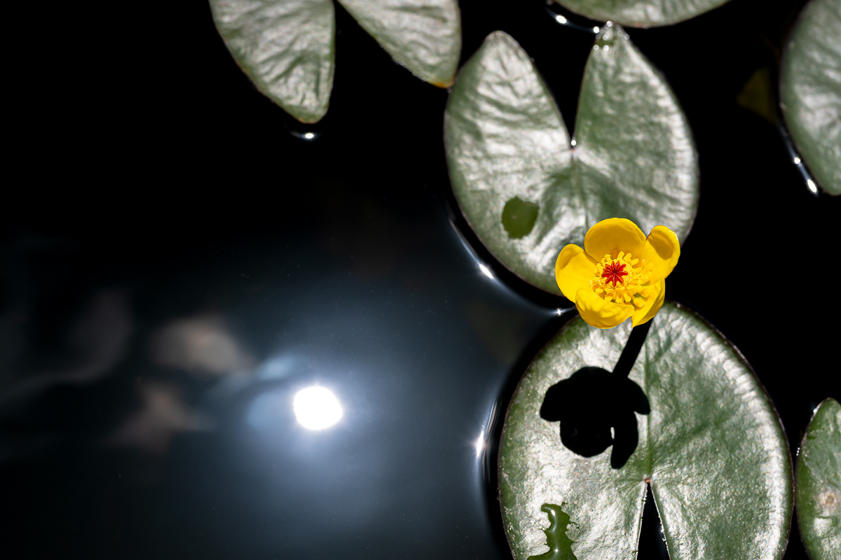 DSC_9750.jpg