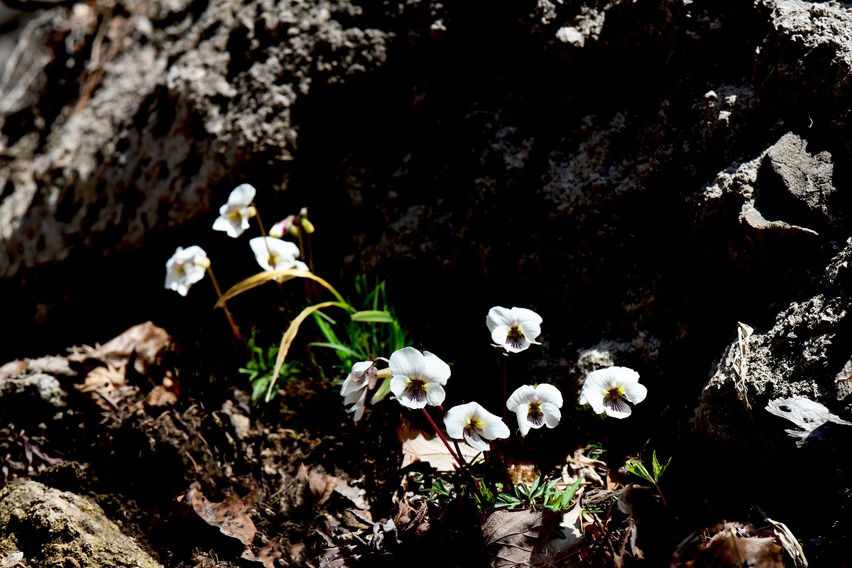 DSC_7076ccc.jpg