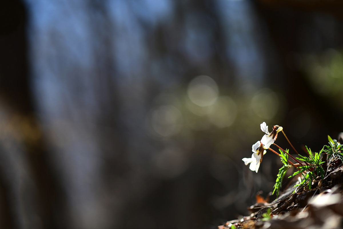 DSC_7961cc.jpg