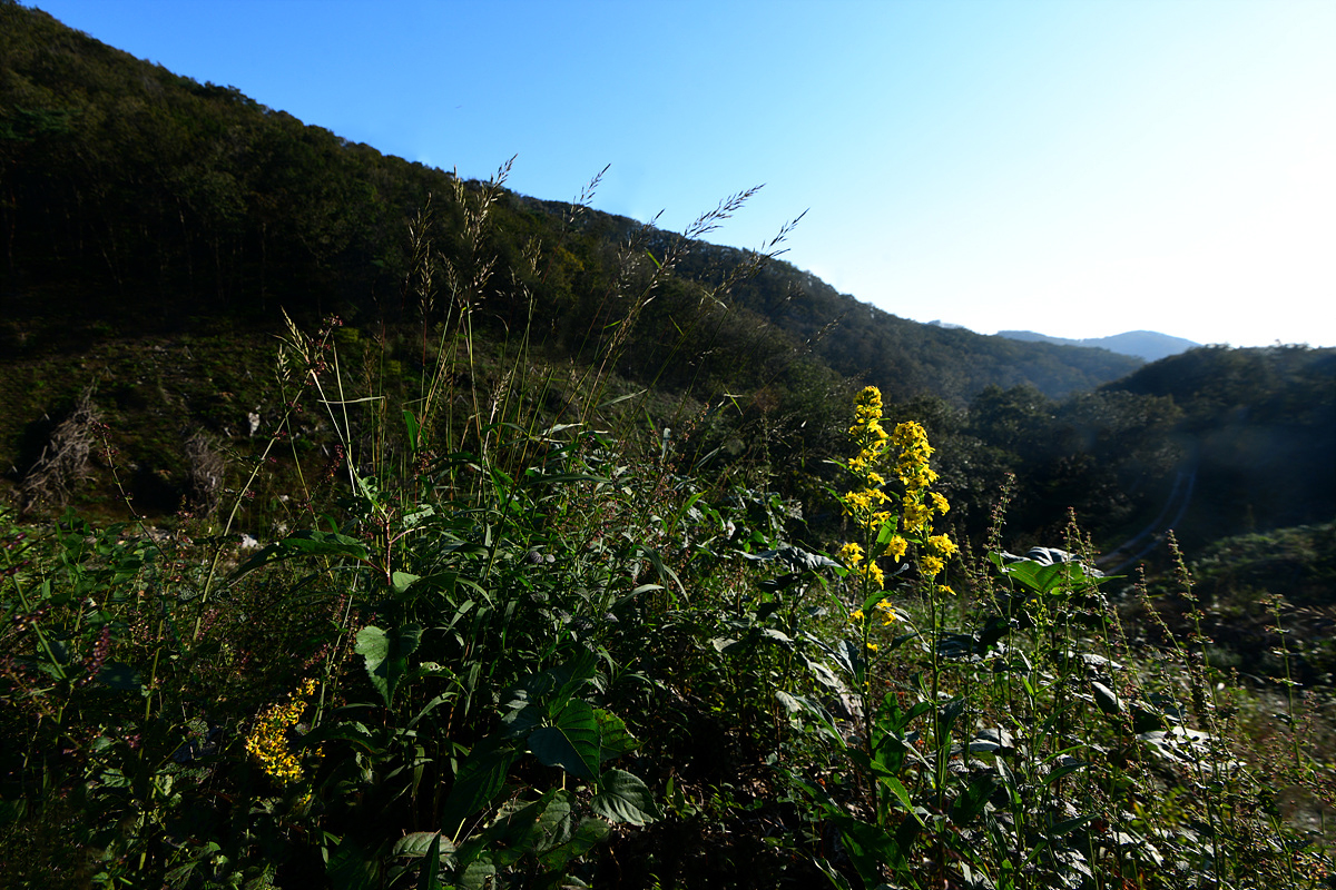 DSC_0372sss.jpg