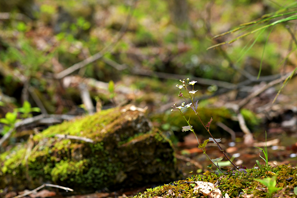 DSC_8702.jpg