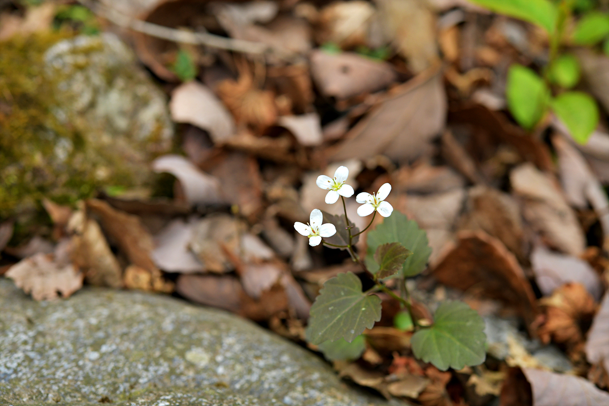 DSC_8697.jpg