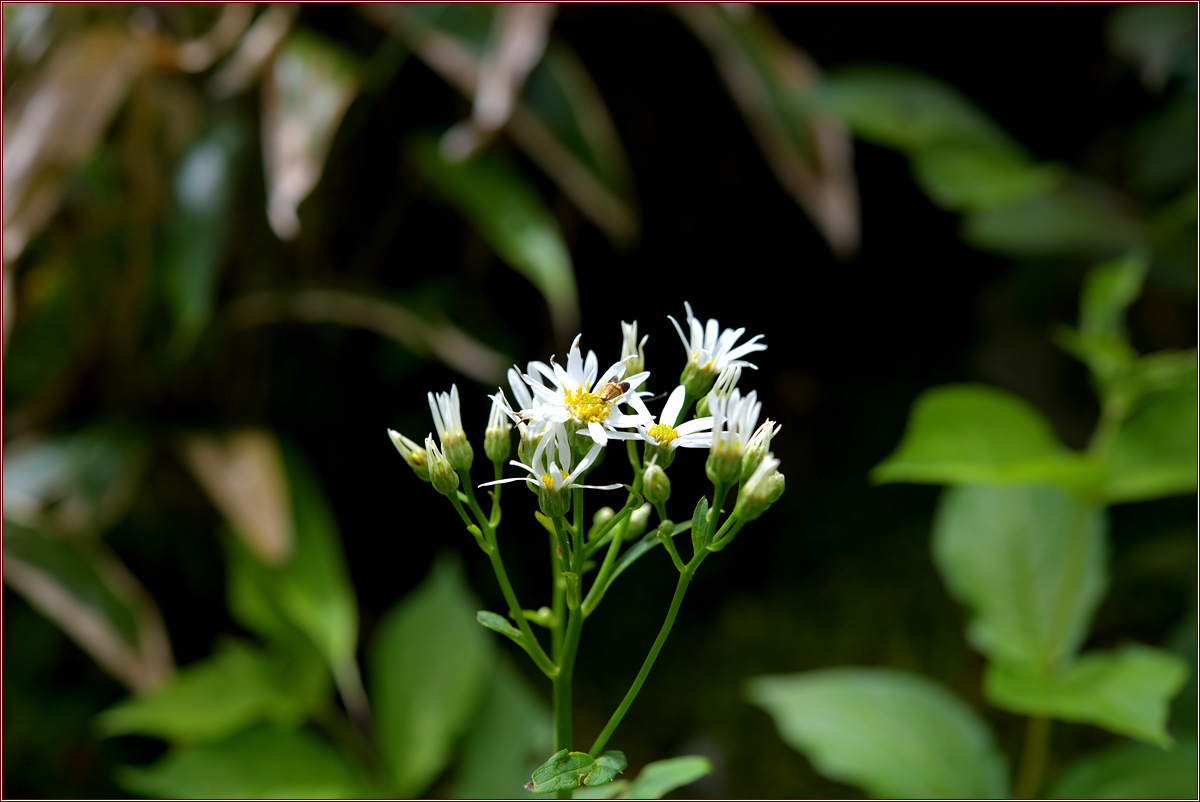 DSC_4061.jpg