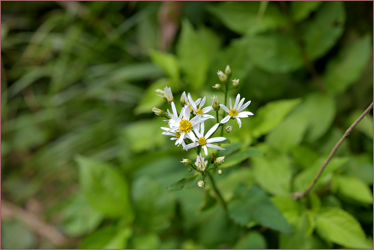 DSC_4059참취.jpg