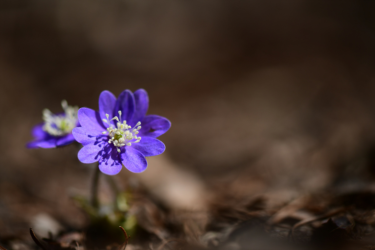 DSC_3076.jpg