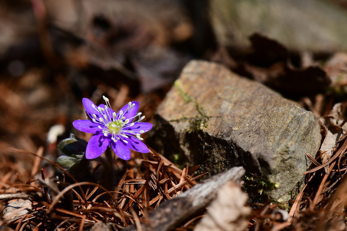 DSC_3036.jpg