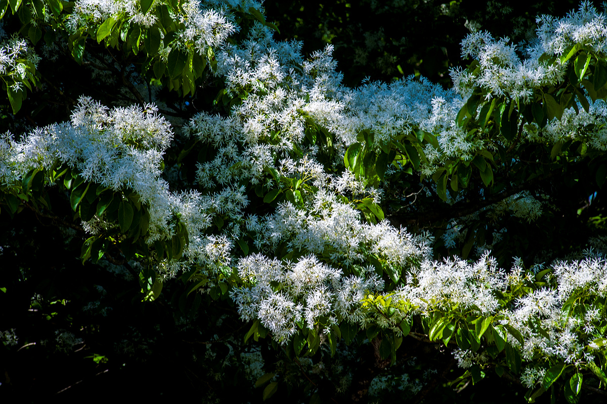 DSC_3604aaa.jpg