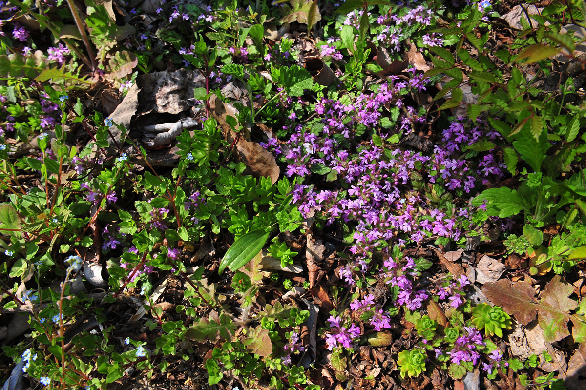 DSC_4210cs.jpg