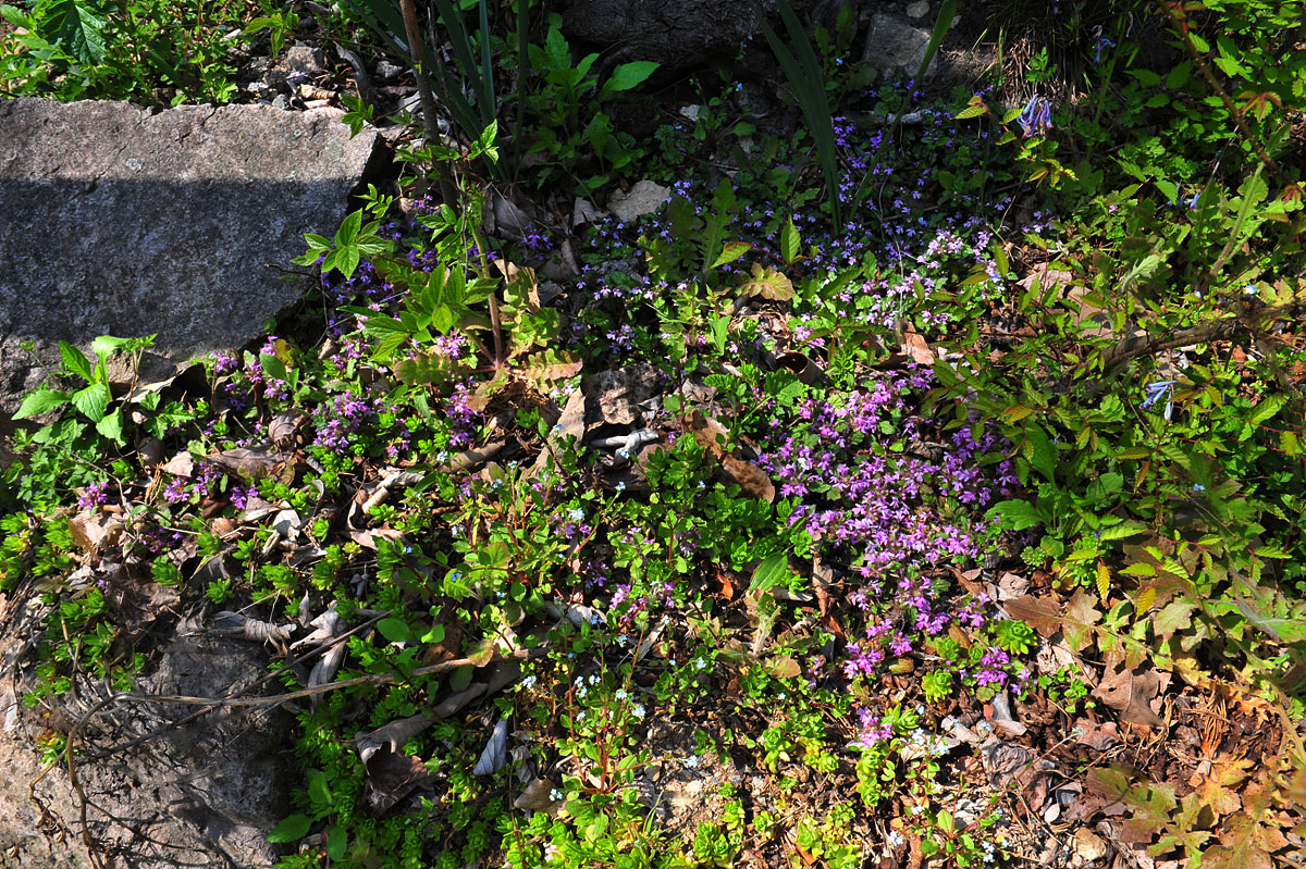 DSC_4209as.jpg