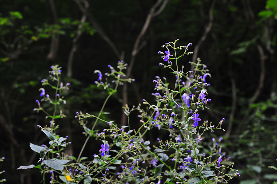 DSC_6699.jpg