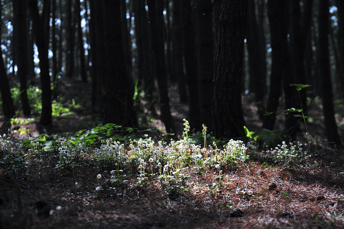 DSC_9802ss.jpg