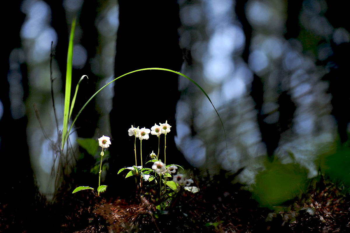 DSC_9467aaa.jpg