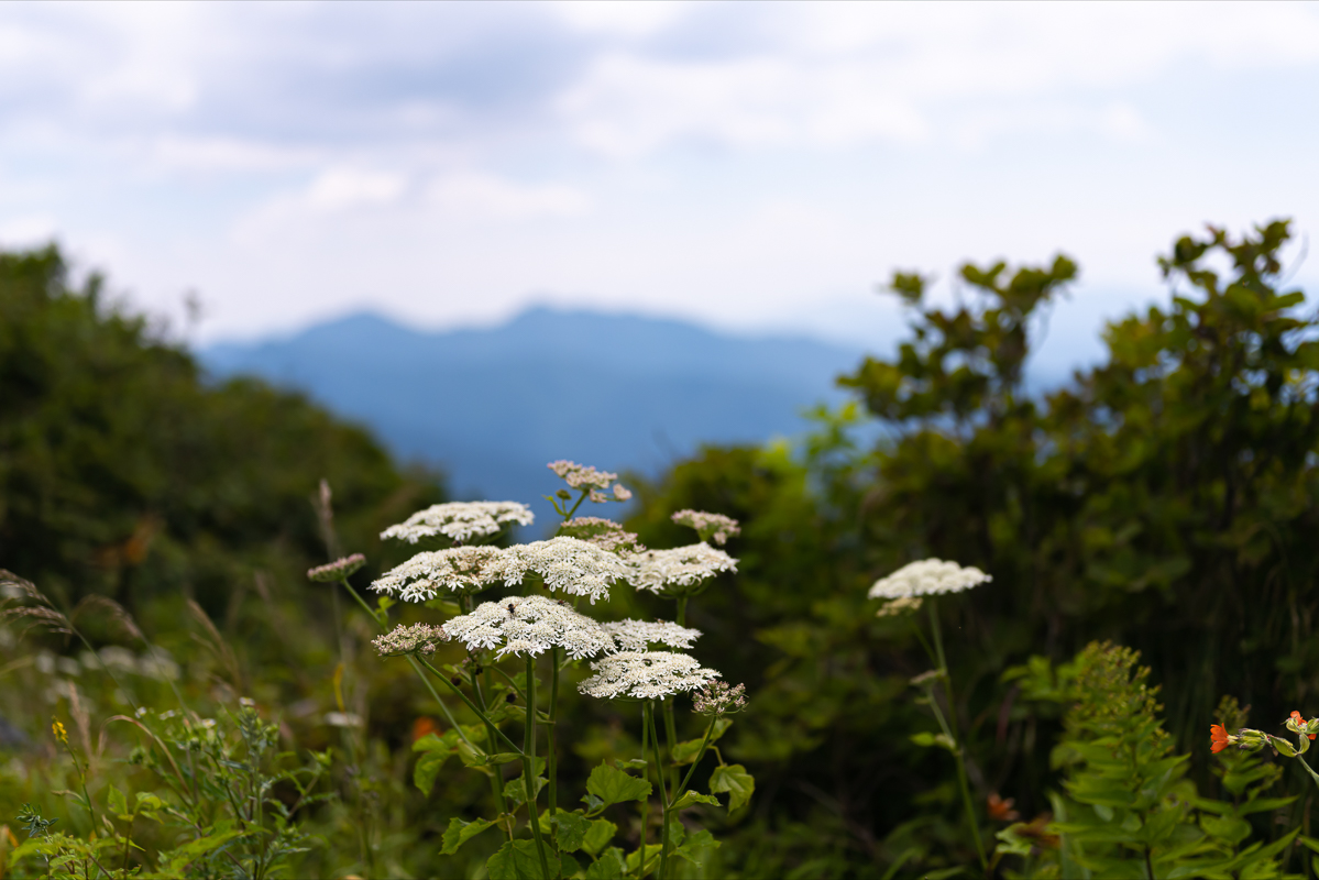 DSC_6661.jpg