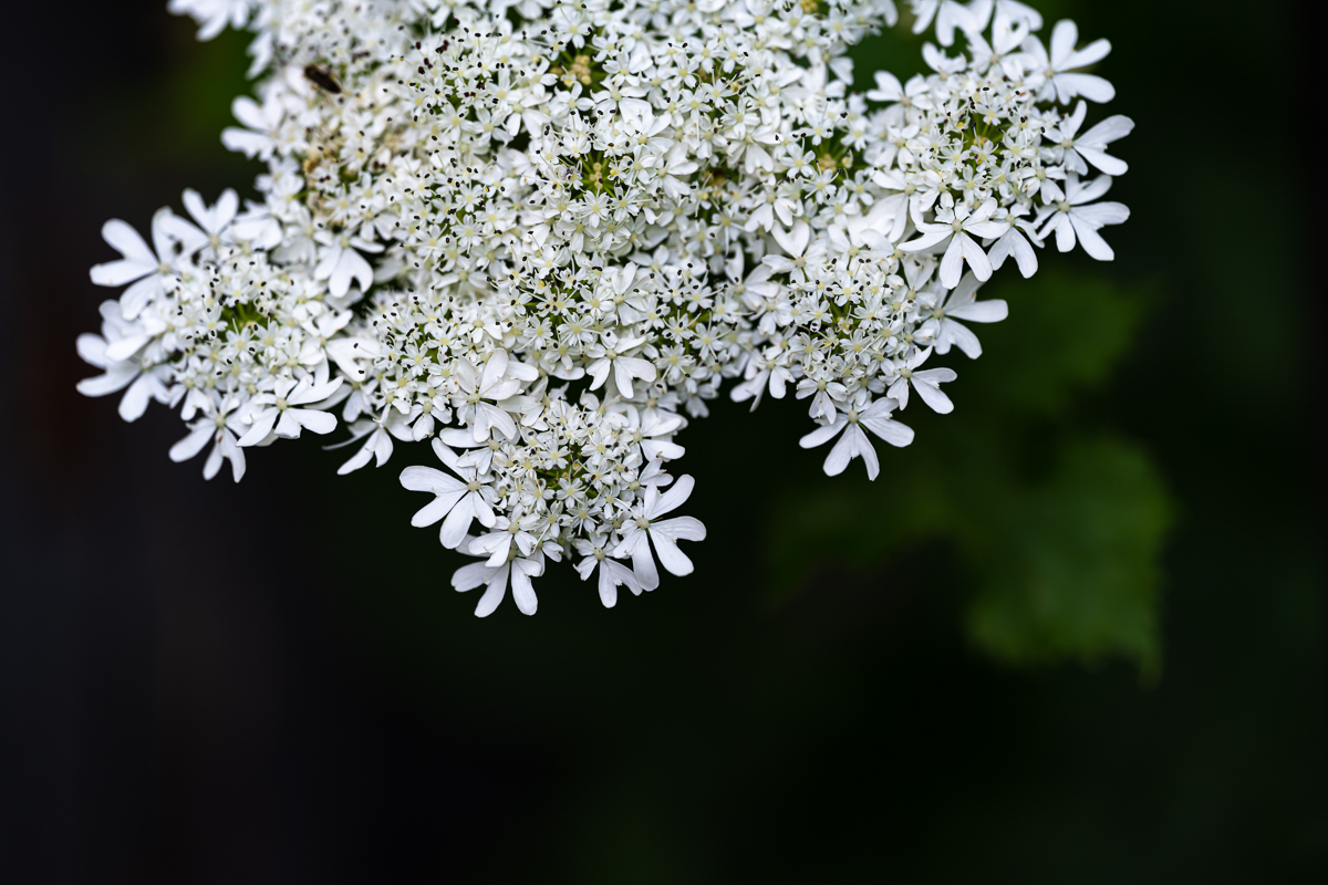 DSC_6615.jpg