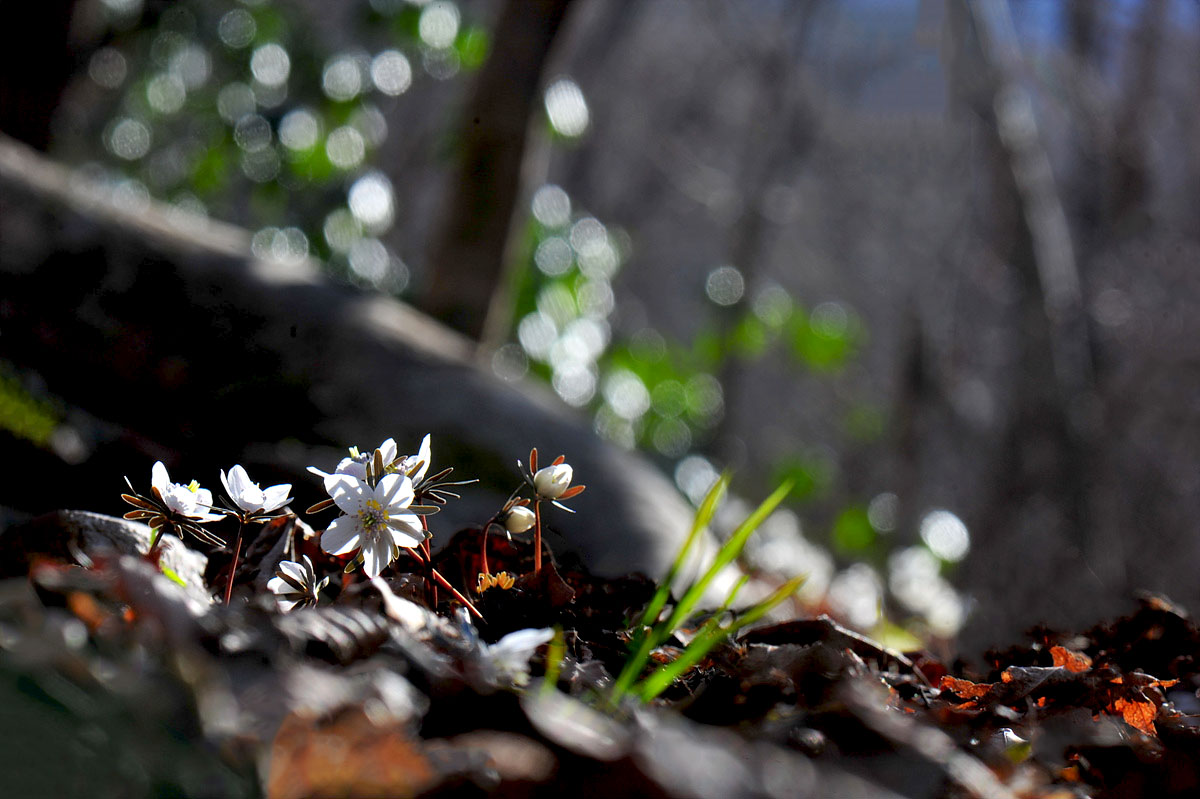 DSC_6388ss.jpg
