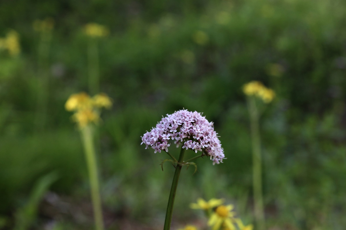 21-05-11 (116)-1.JPG