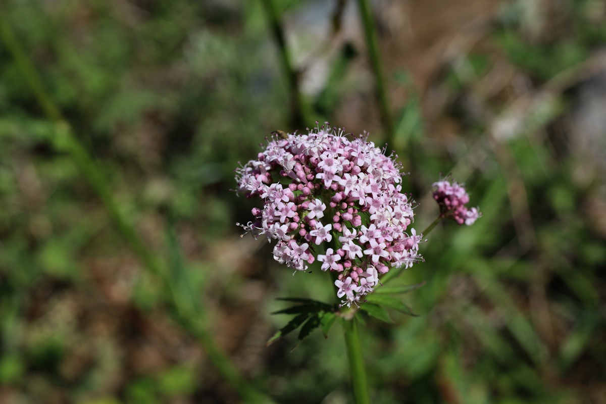 21-05-11 (110)-1.JPG