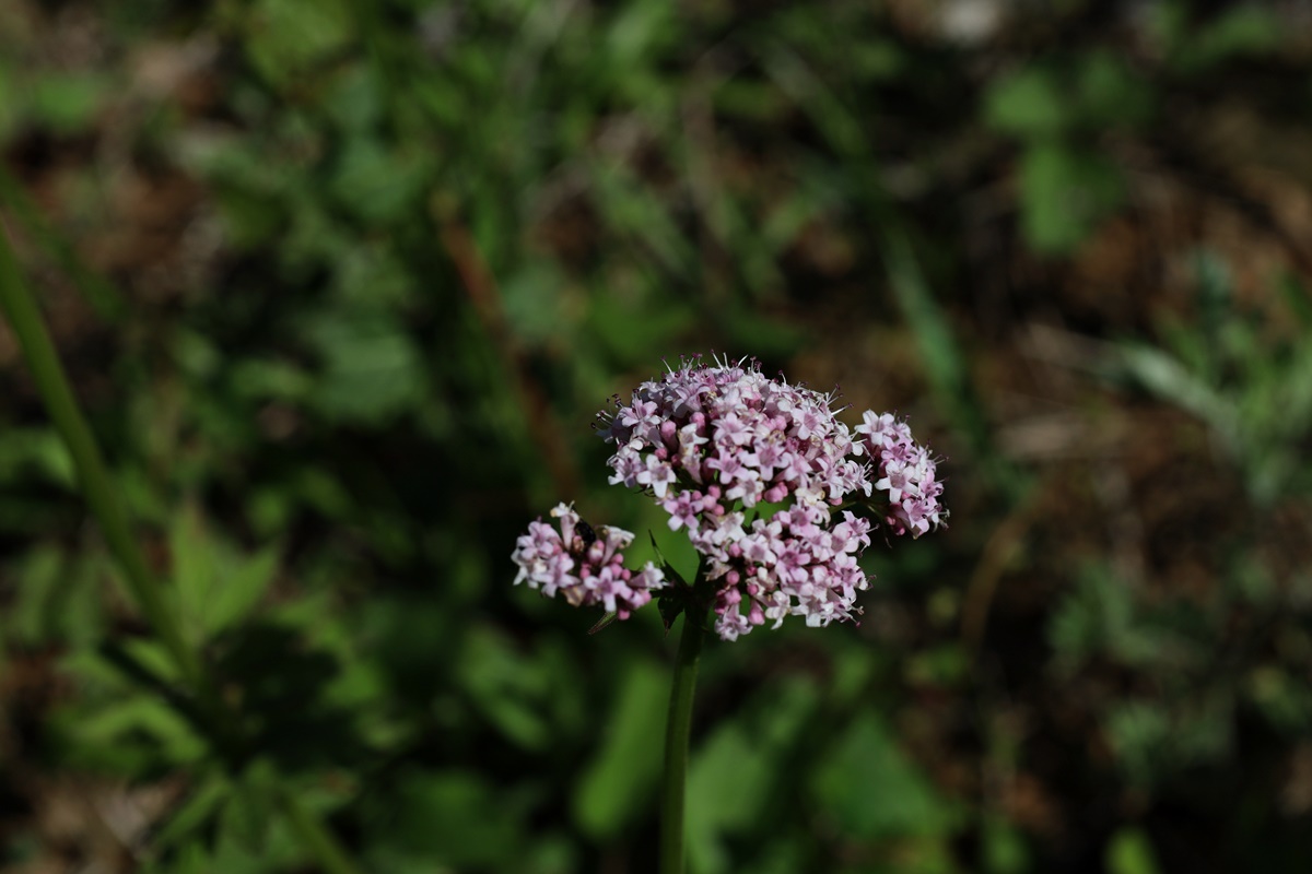 21-05-11 (113)-1.JPG