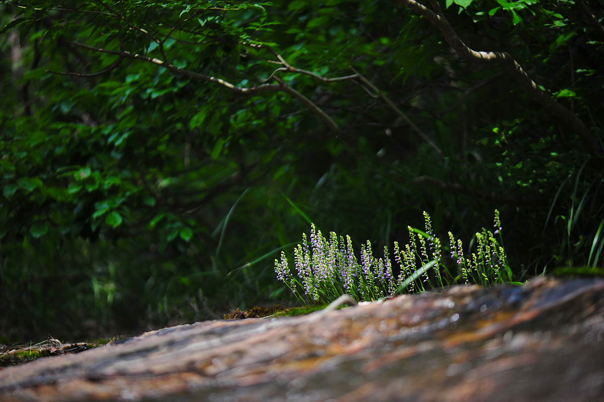 DSC_9327aaa.jpg
