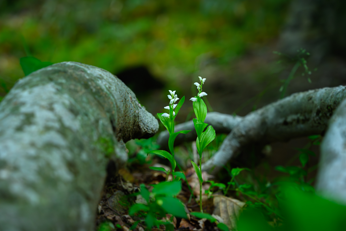 DSC_9687.jpg