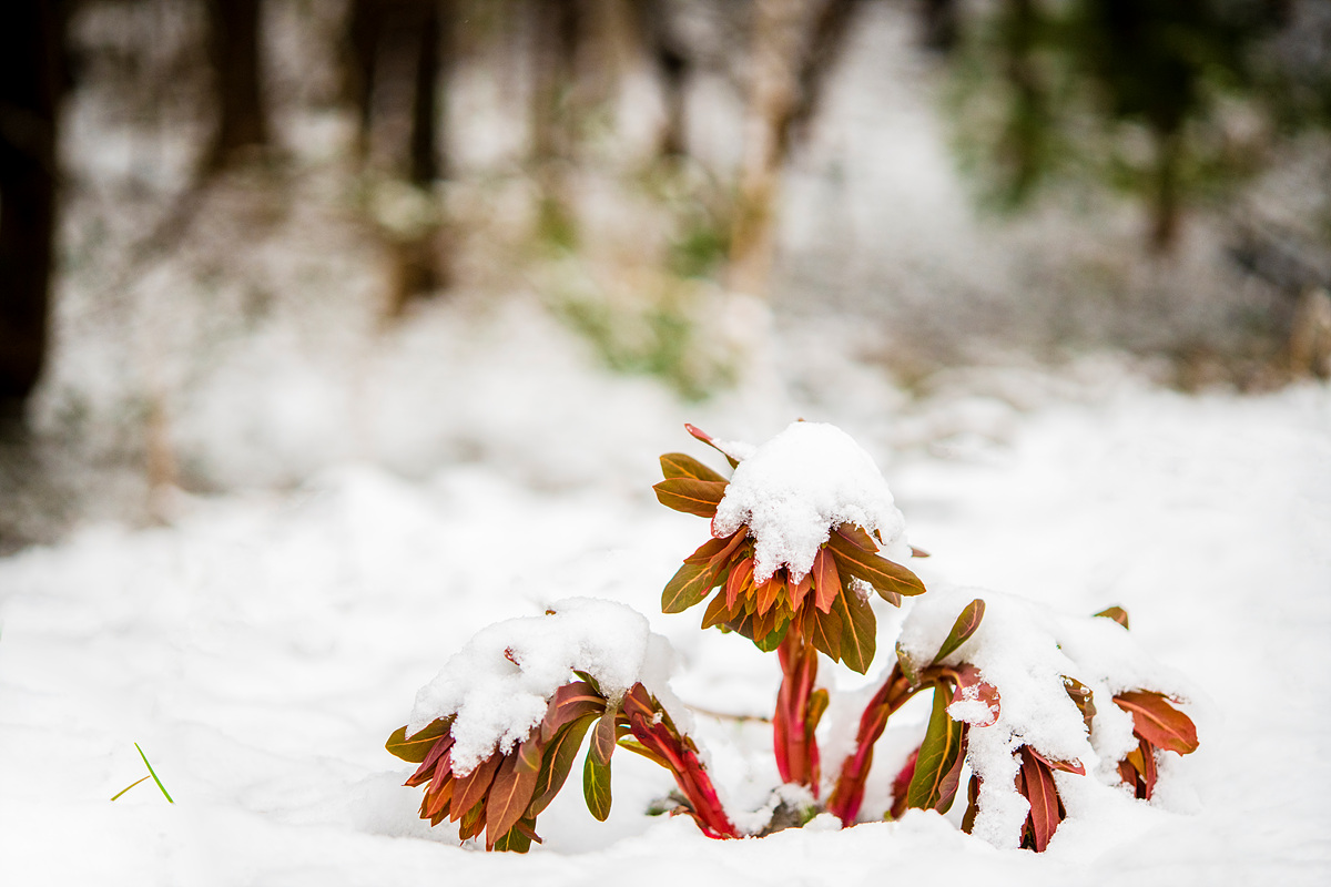 _DSC1185a.jpg