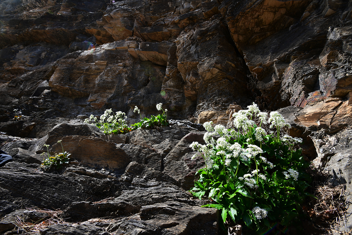 DSC_9926sss.jpg