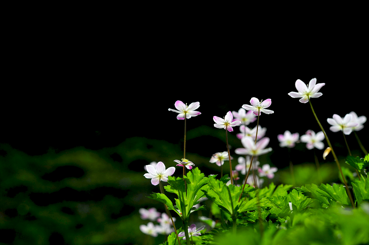 DSC_2365sc.jpg