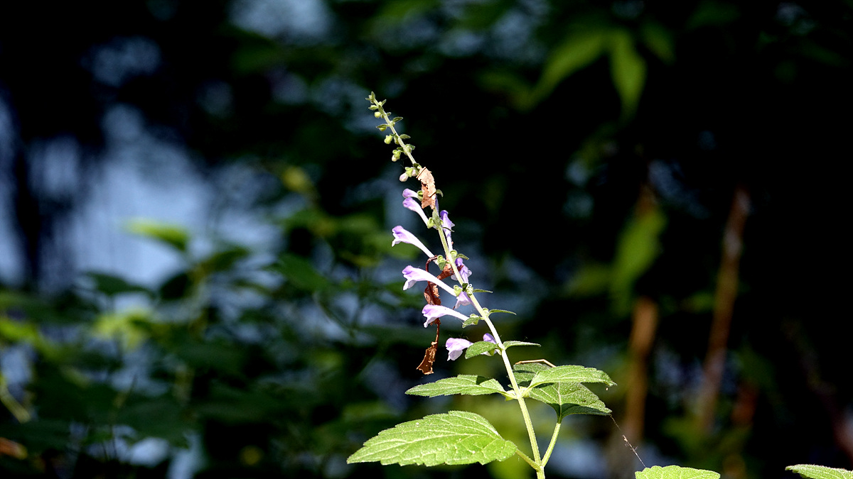 KHS05416.jpg