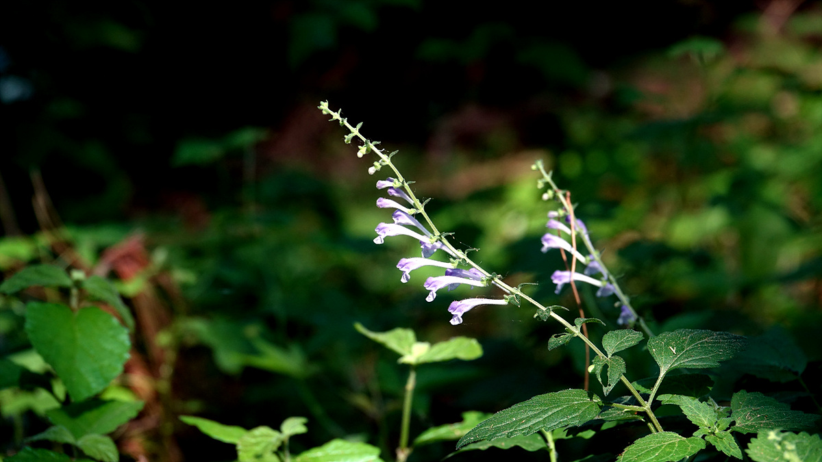KHS05413산골무꽃.jpg