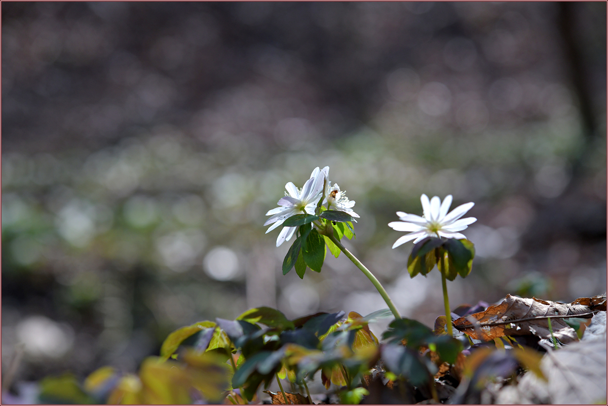 DSC_9428.jpg