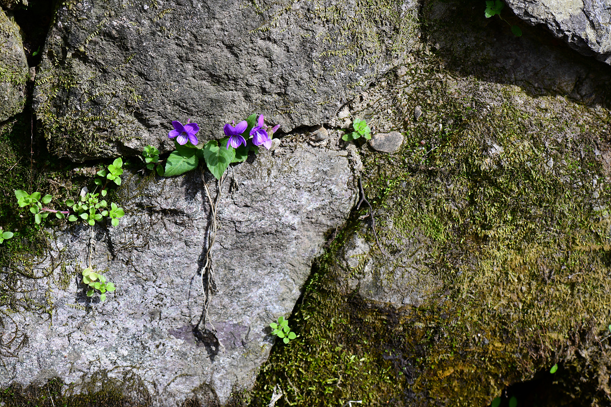DSC_5420.jpg