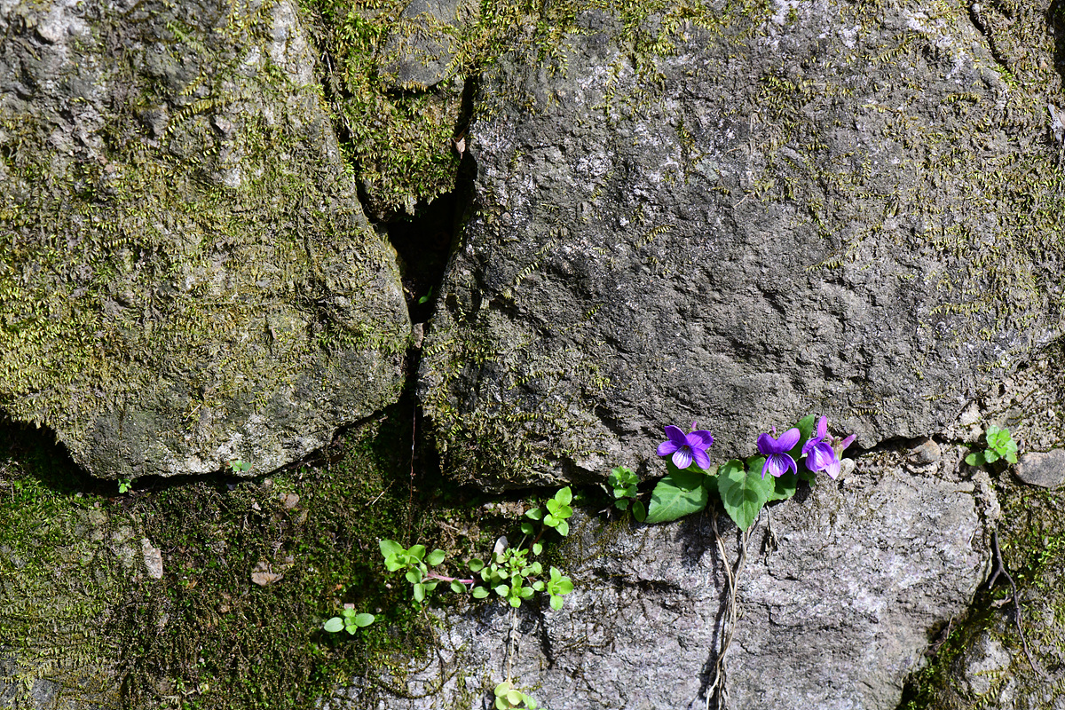 DSC_5419.jpg
