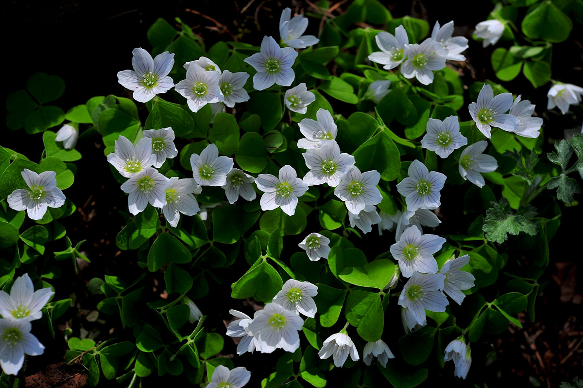 DSC_0600s.jpg