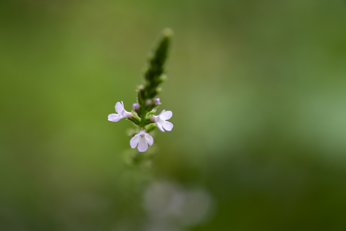 20200901-DSC_6668.jpg