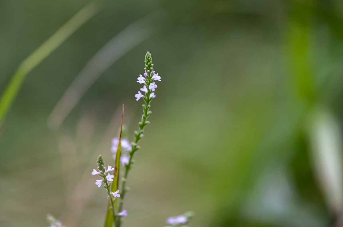 20200901-DSC_6683.jpg
