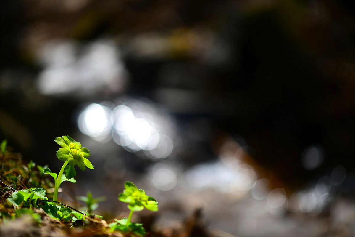 DSC_0946aaa.jpg