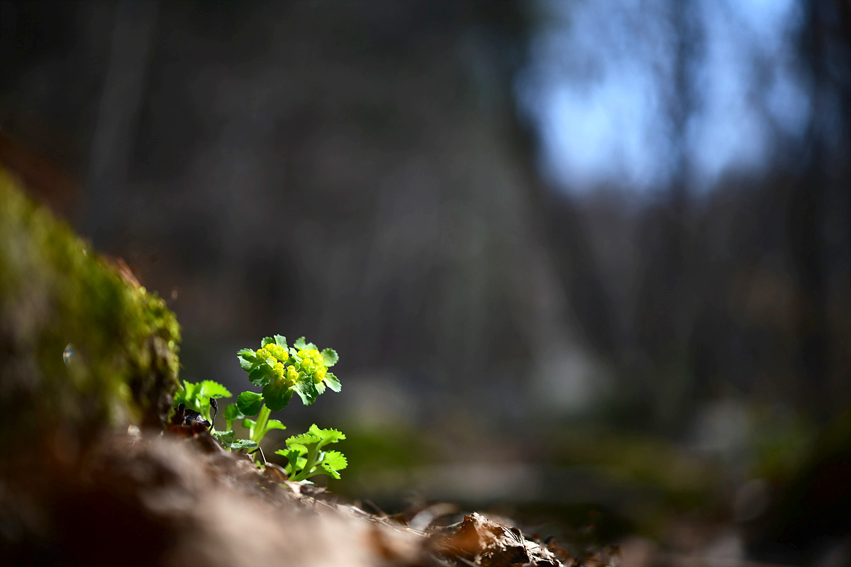 DSC_0966sss.jpg