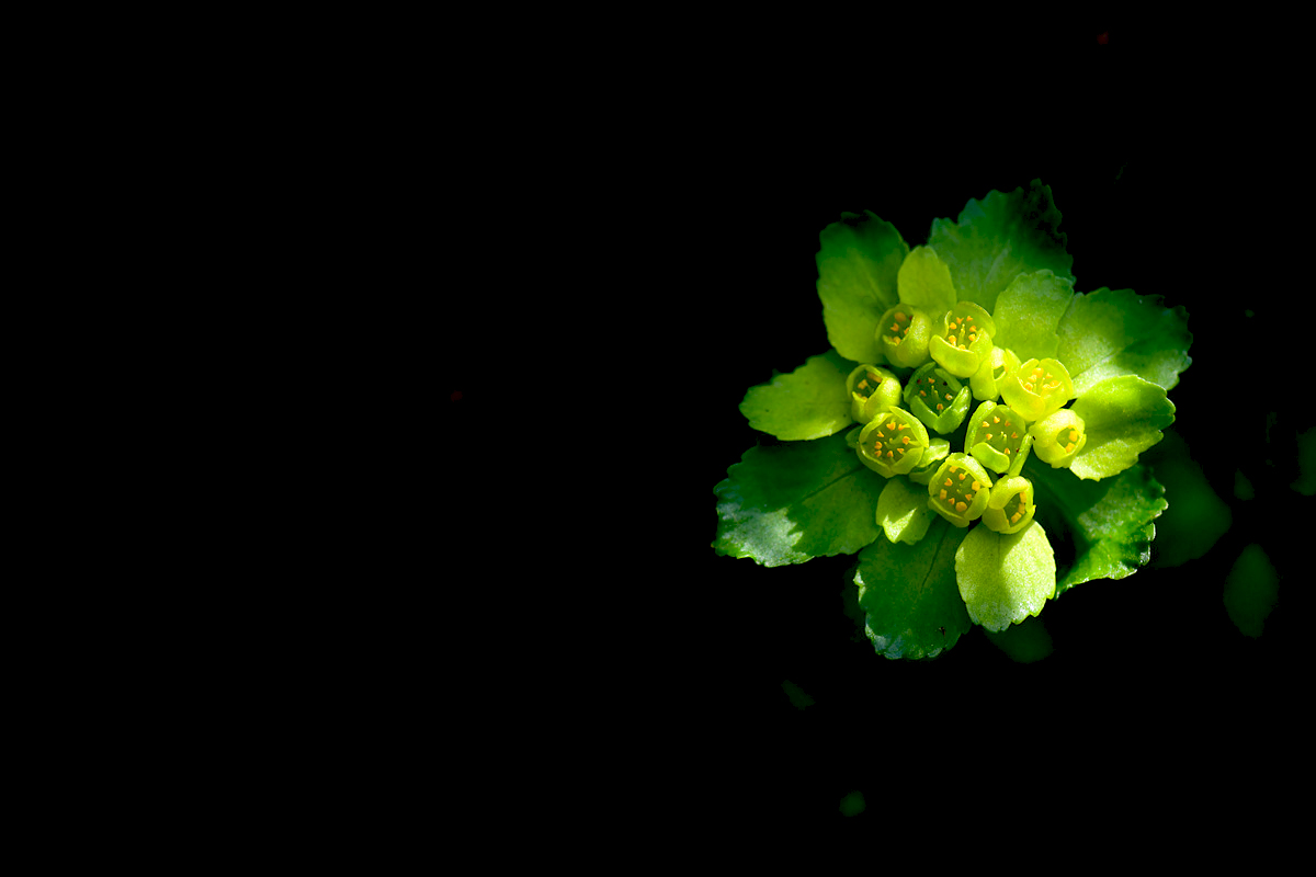 DSC_0734aaa.jpg