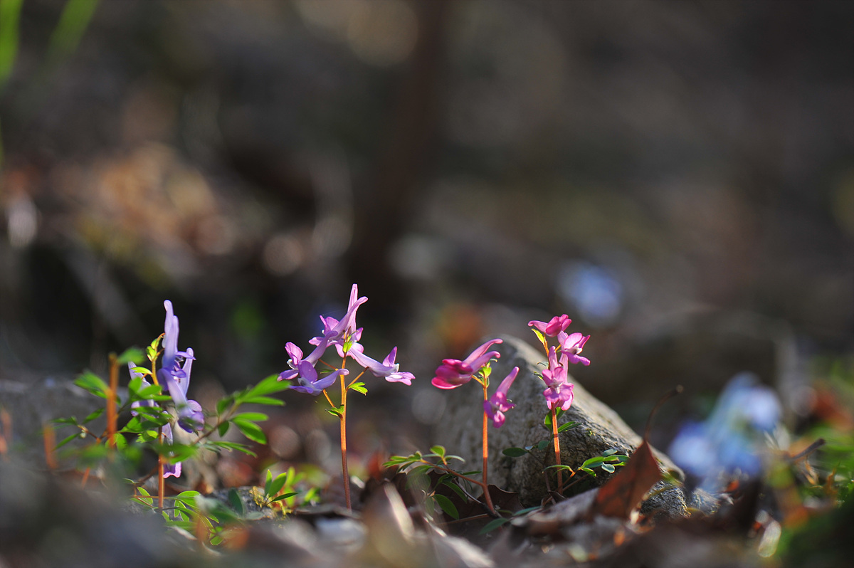 DSC_1383.jpg