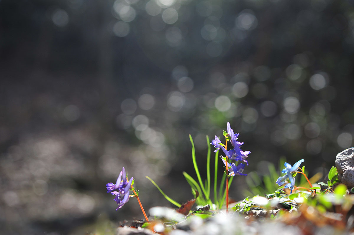 DSC_9030ss.jpg