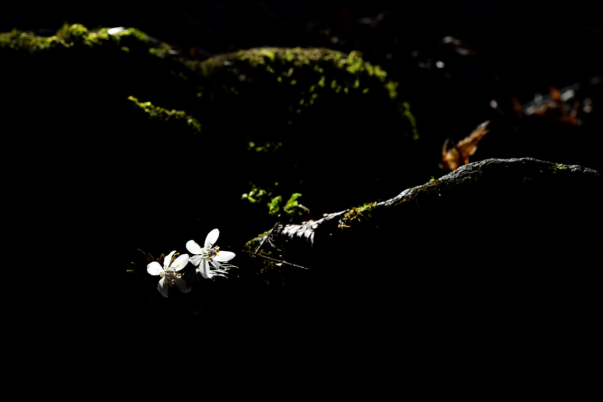 _DSC1016JP.jpg