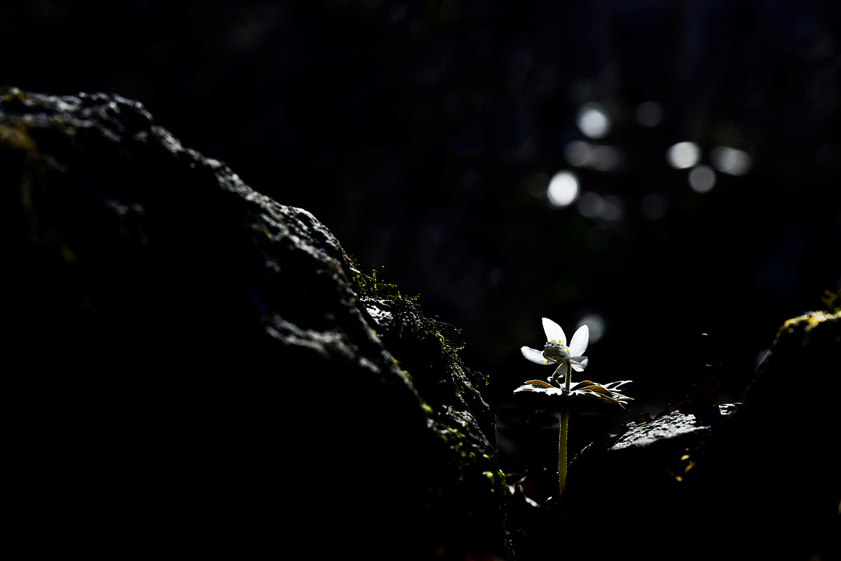 _DSC0884A.jpg