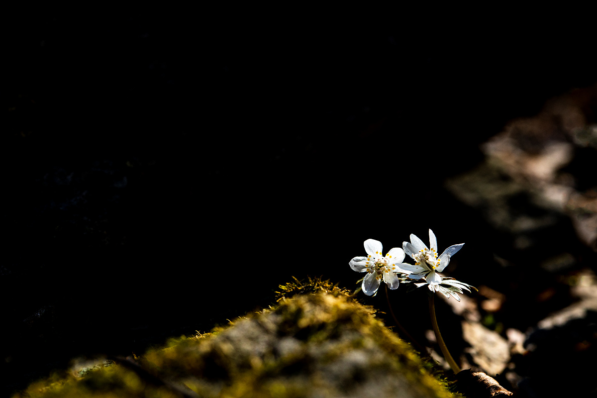 _DSC0887A.jpg