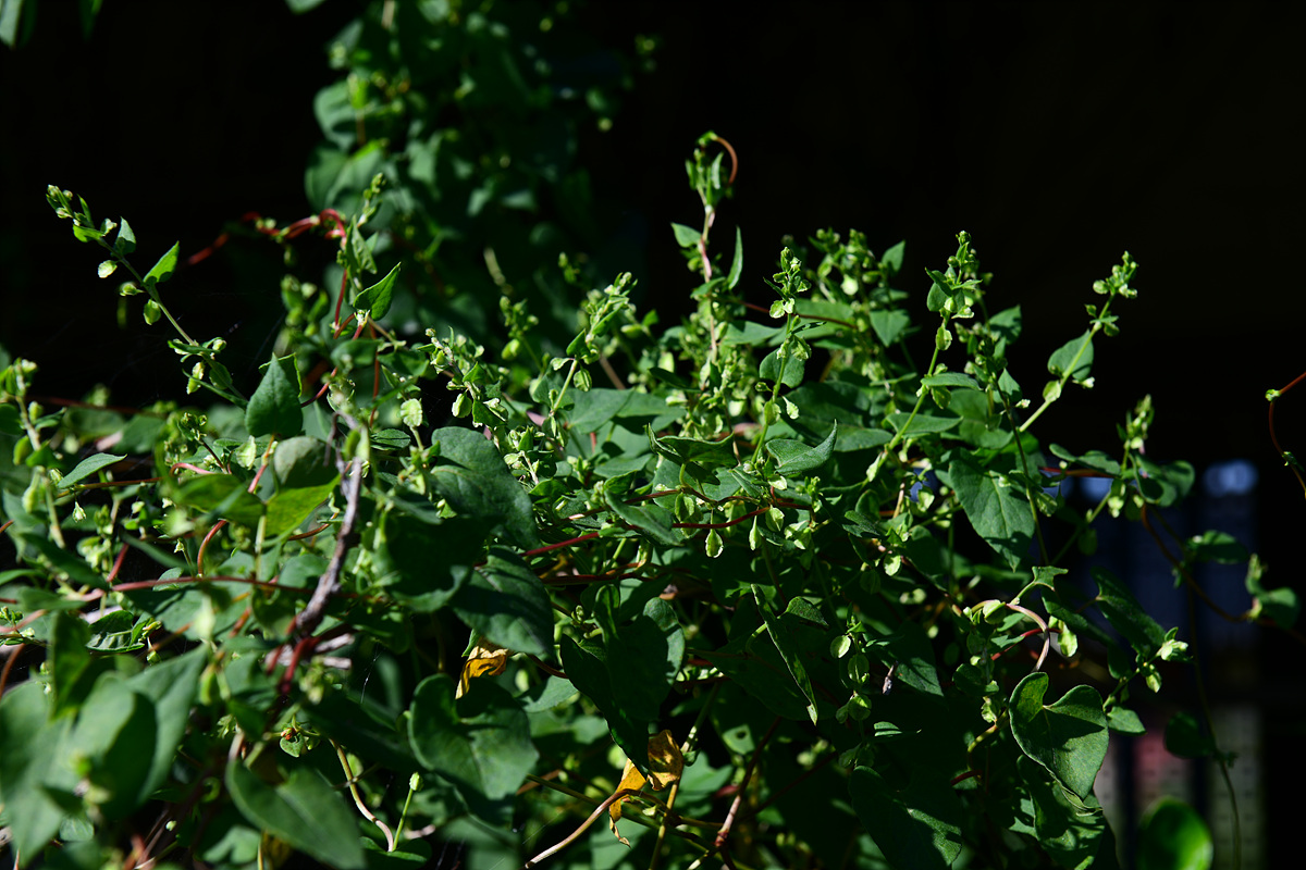 DSC_5962.jpg
